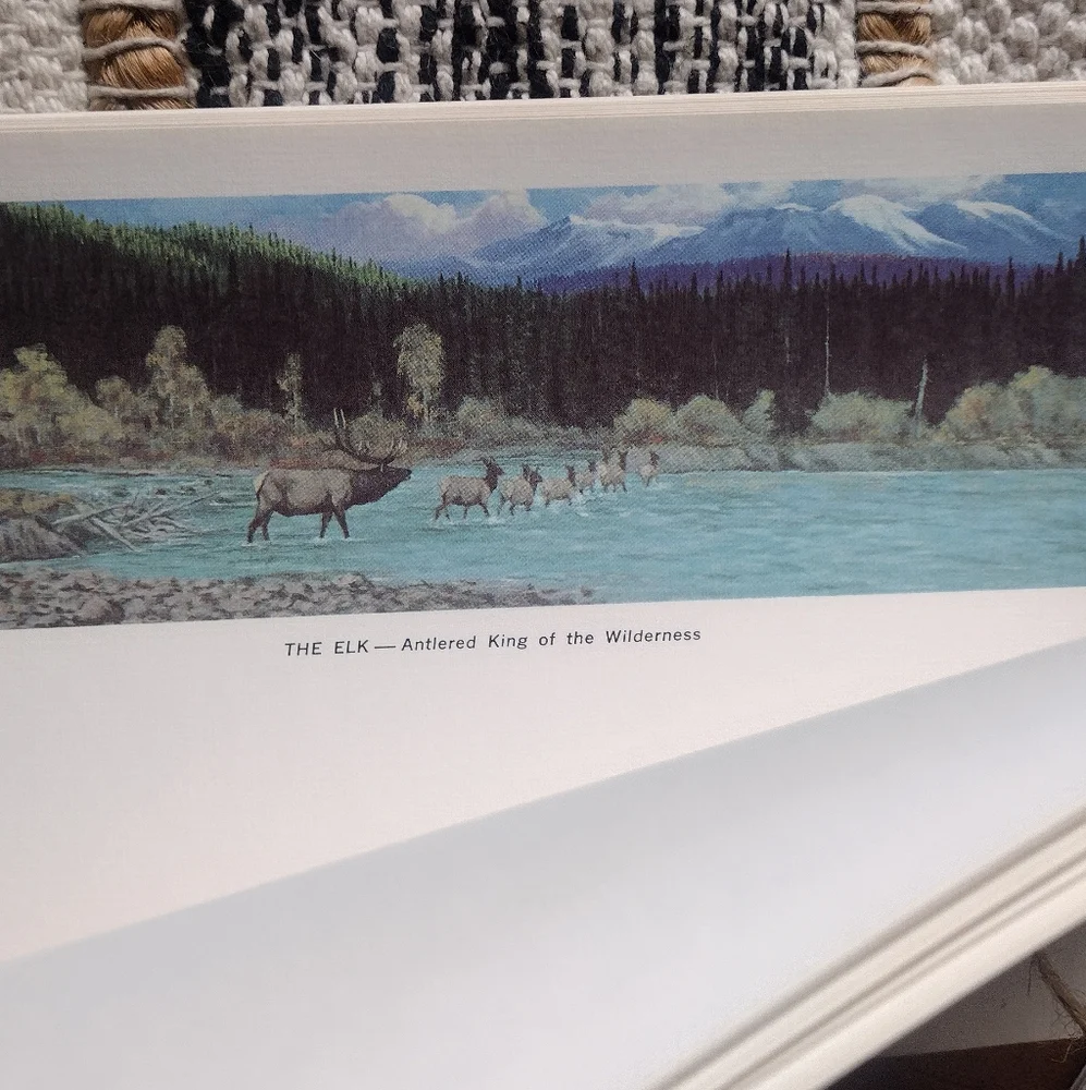 3 /$25 Rustic White Stationery Set with Wild Animal Designs